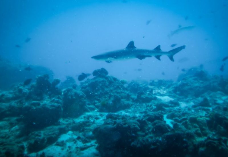 Tauchen auf den Malediven