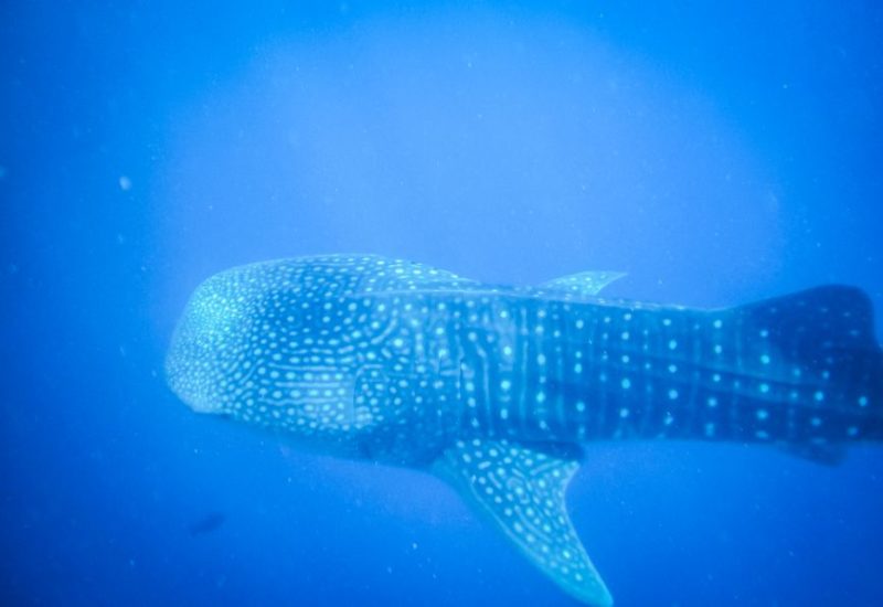 Tauchen auf den Malediven