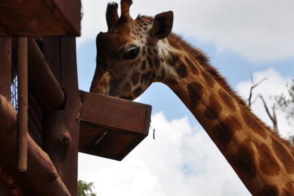 Kenia, Safari, Kenia, Safari, Reisetipps