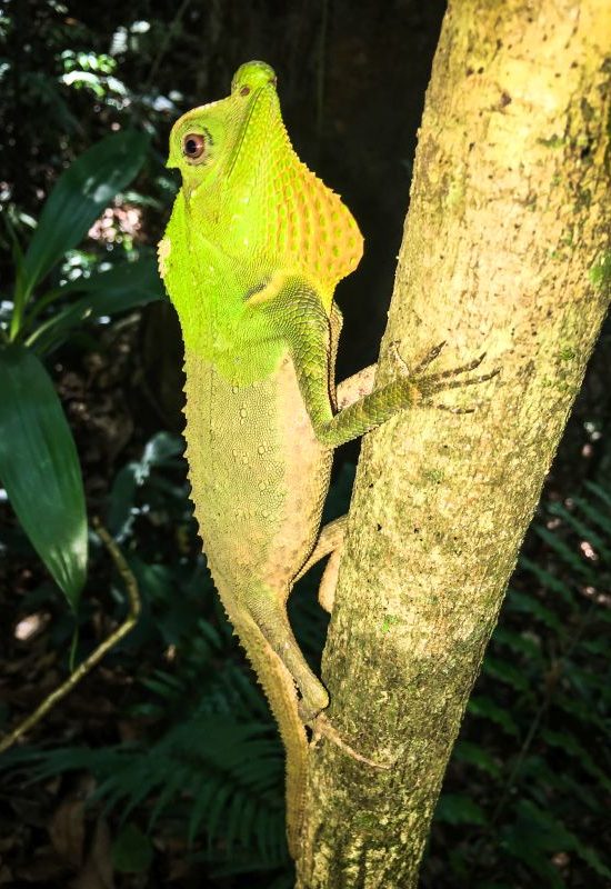 Unterwegs im Sinharaja Regenwald, Sri Lanka