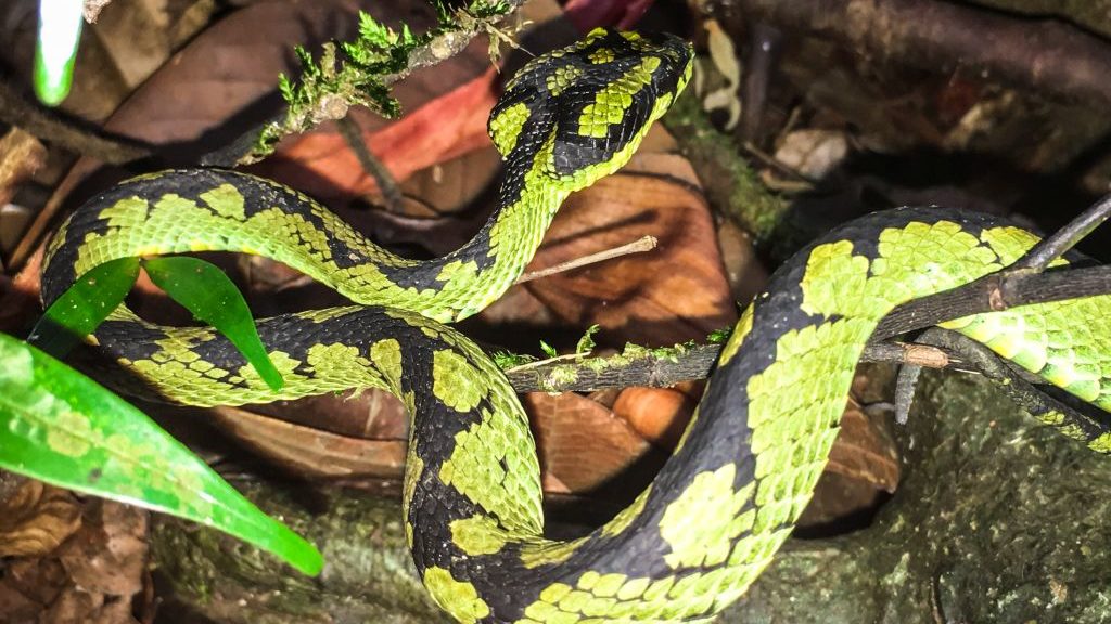 Sri Lanka – Unterwegs im Regenwald