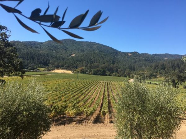 Wein, Napa, Reisebericht, Kalifornien