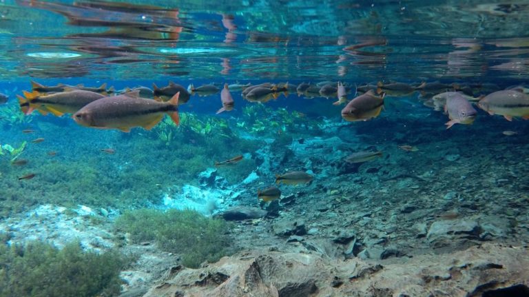 Den Magpupungko Pool auf Siargao (Philippinen) solltest du nicht verpassen!