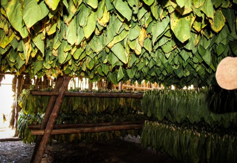 Kuba Urlaub und die absoluten Highlights die du nicht verpassen solltest!