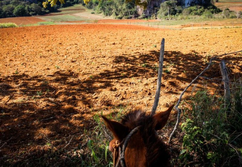Kuba Urlaub und die absoluten Highlights die du nicht verpassen solltest!