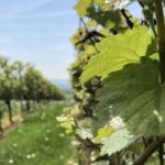 Kloster Ebersbach im Rheingau