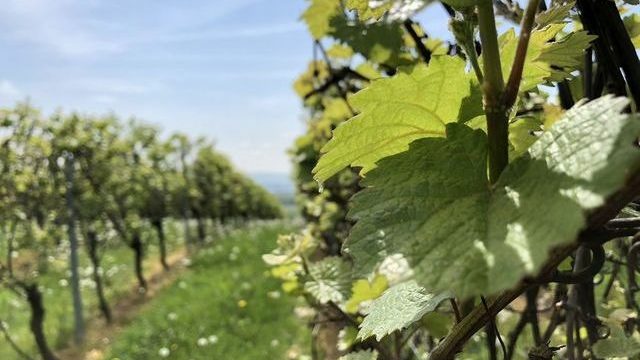 Kloster Ebersbach im Rheingau