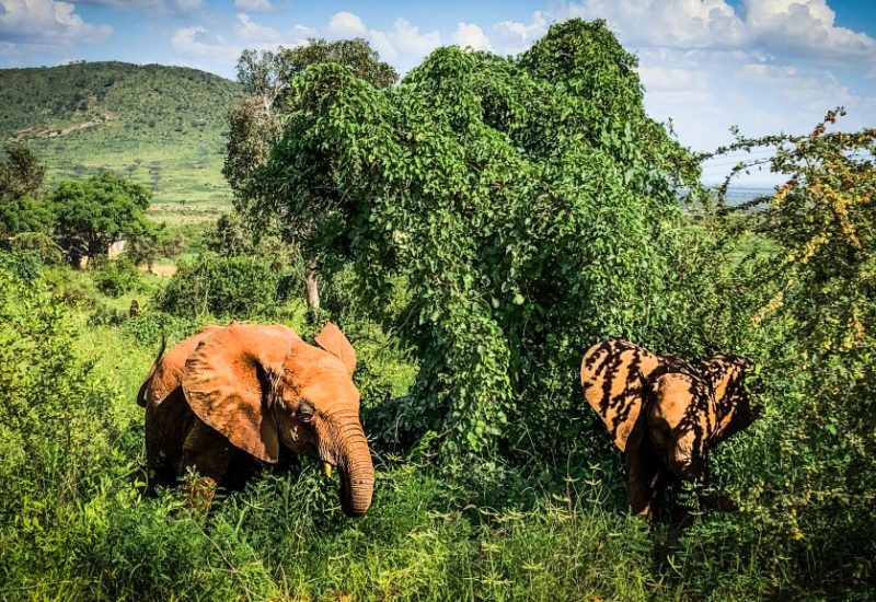 Safari in Kenia, entdecke Ostafrika. Kosten in Kenia verrate ich dir ebenfalls.