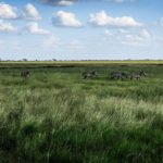 Safari in Kenia, entdecke Ostafrika