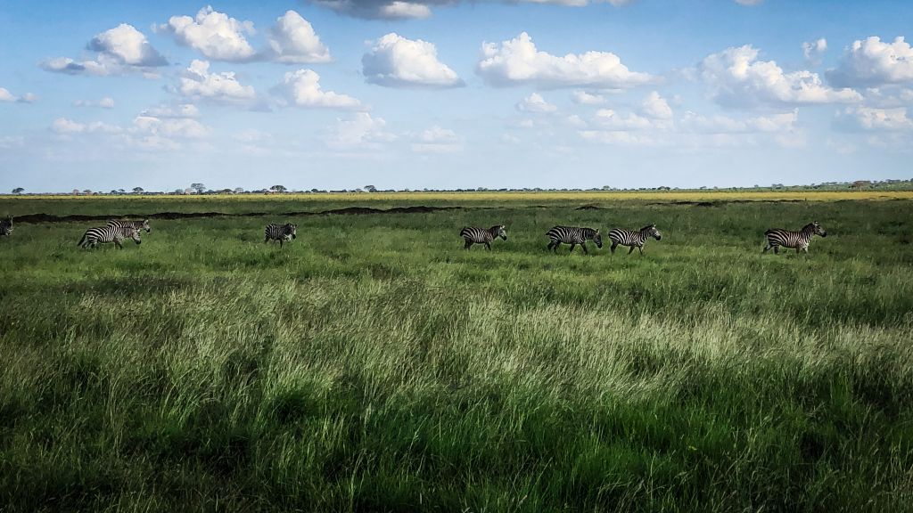 Safari in Kenia, entdecke Ostafrika