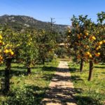 Palma de Mallorca im Frühling