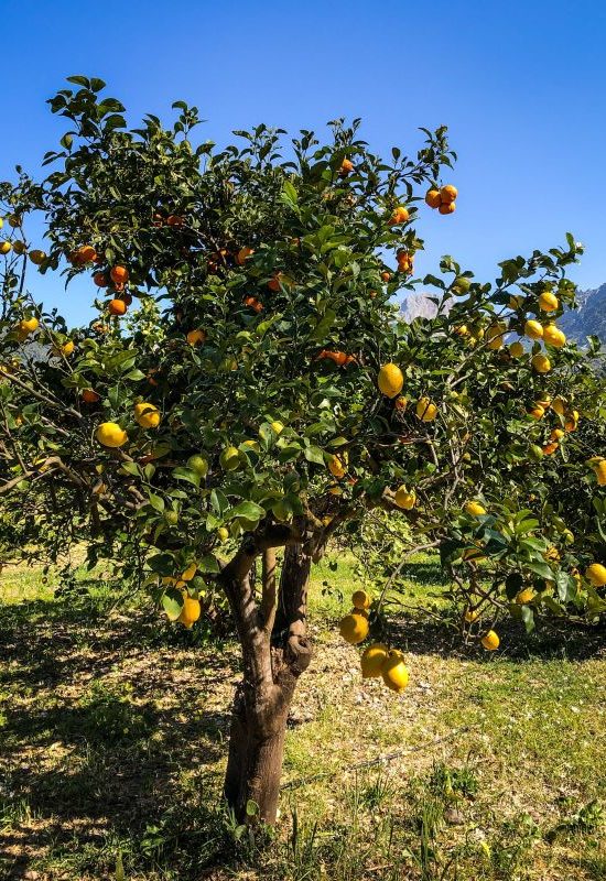 Mallorca, Besuch einer Orangen- und Zitronenplantage bei Soller